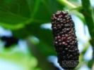 Mulberry Extract